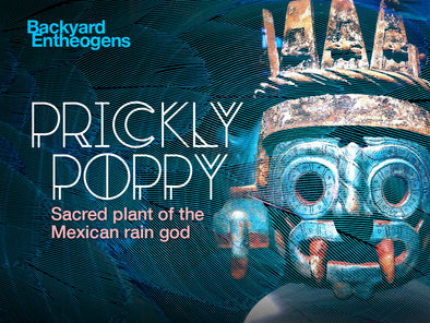 Backyard Entheogens: Mexican Prickly Poppy