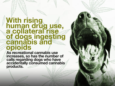 With rising human drug use, a collateral rise of dogs ingesting cannabis and opioids