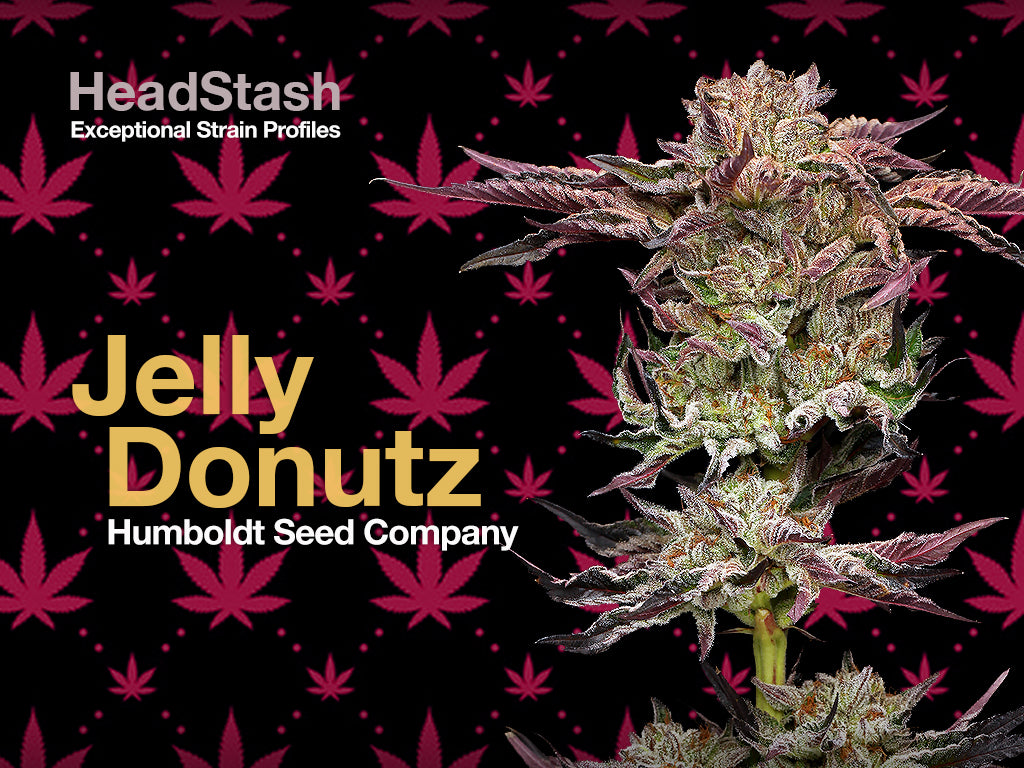 Jelly Donutz HeadStash Exceptional Strain Profiles Heads Lifestyle