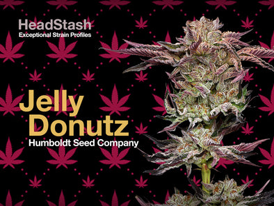 HeadStash: Jelly Donutz