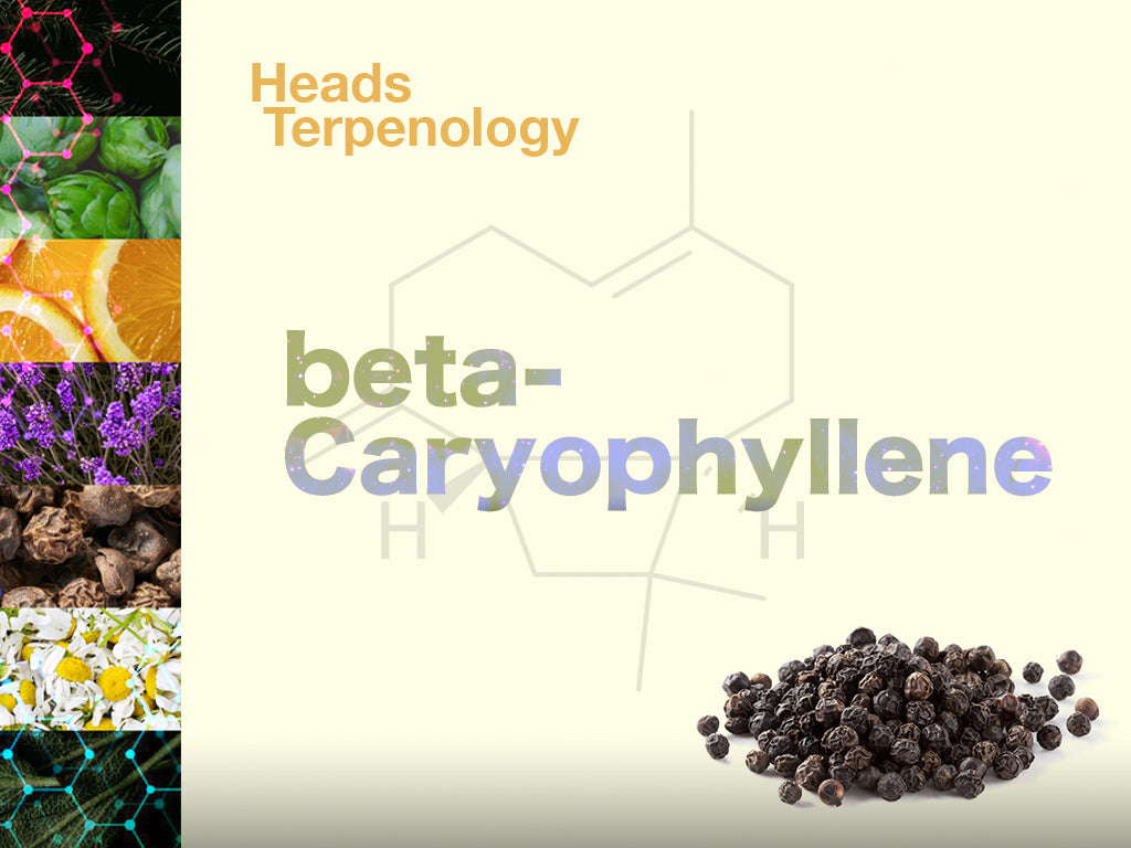 Terpenology: Beta-Caryophyllene | Cannabis Terpenes Science | Heads ...