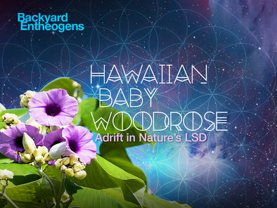 Backyard Entheogens: Hawaiian Baby Woodrose