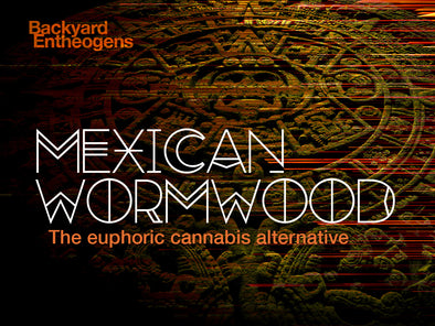 Backyard Entheogens: Mexican Wormwood