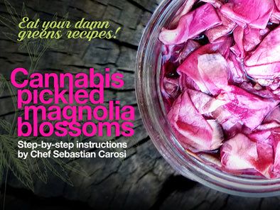Eat your damn greens recipe: Cannabis pickled magnolia blossoms