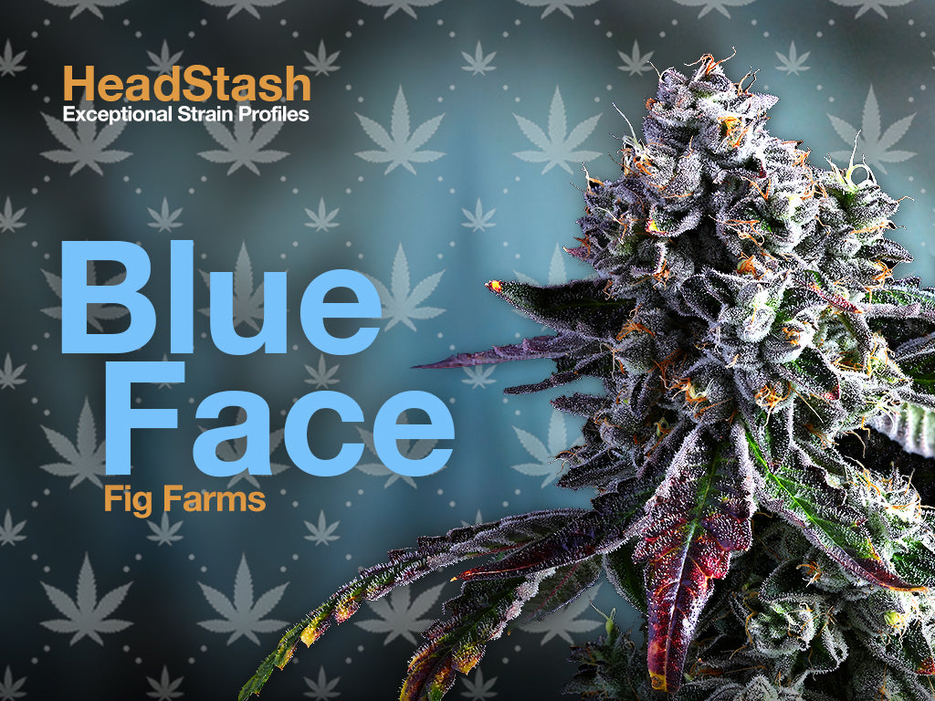 Blue Face | HeadStash: Exceptional Strain Profiles | Heads Lifestyle –  Heads Lifestyle Inc.