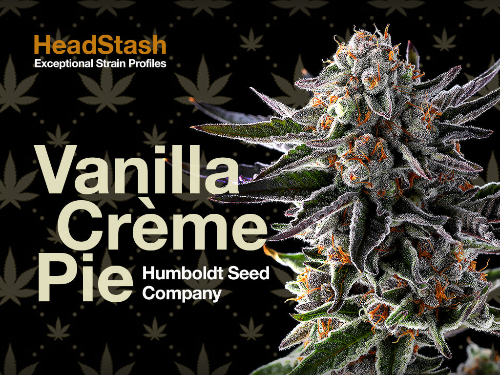 HeadStash: Exceptional Strain Profiles | Vanilla Crème Pie | Heads  Lifestyle – Heads Lifestyle Inc.