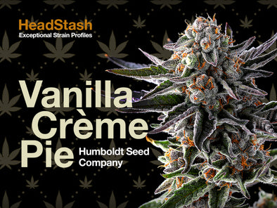 HeadStash: Vanilla Crème Pie